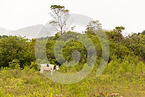 White cow with black spots on the meadow