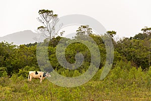 White cow with black spots on the meadow
