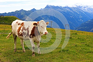 White cow with brown spots grazing in an alpine green meadow surrounded by Alps Mountains