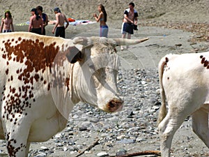 White cow with the calf.