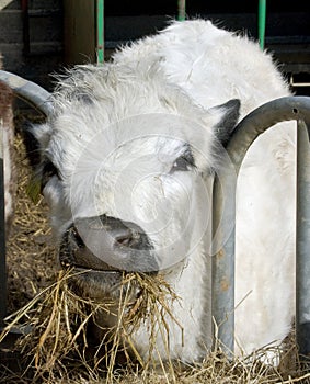 White Cow Chewing Hay