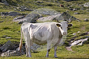 White cow close-up