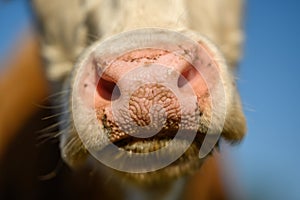 White cow close up portrait on pasture.Farm animal looking into camer