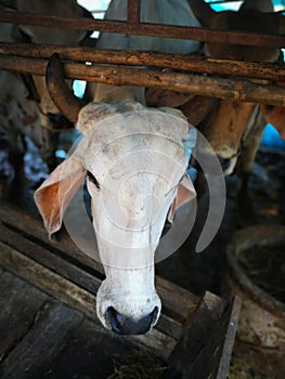 White cow in cowshed trough in barn stall at a cattle in agricul