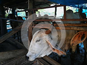 White cow in cowshed trough in barn stall at a cattle in agricul