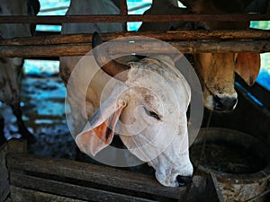 White cow in cowshed trough in barn stall at a cattle in agricul