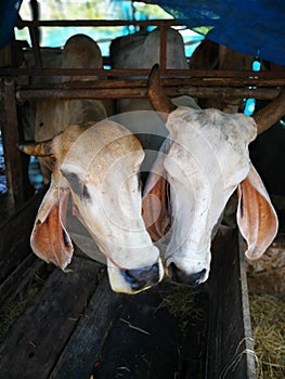 White cow in cowshed trough in barn stall at a cattle in agricul