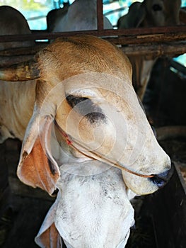 White cow in cowshed trough in barn stall at a cattle in agricul