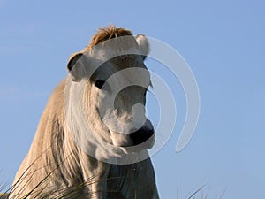 White cow in dunes photo