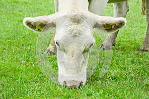 White cow eating grass