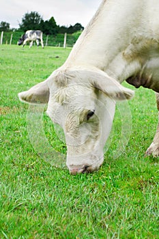 White cow eating grass