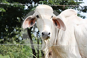 White cow with flirty eyes, droopy ears and hump back in green pasture behind barbed wire fence in Costa Rica