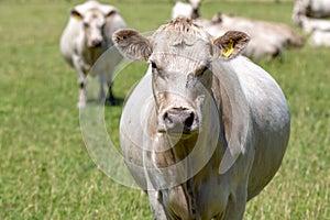 A white cow in a grassy field on a farm in Canterbury, New Zealand