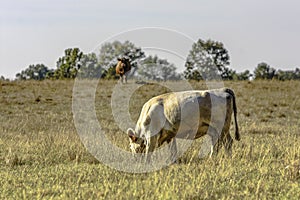 White cow grazing dormant grass