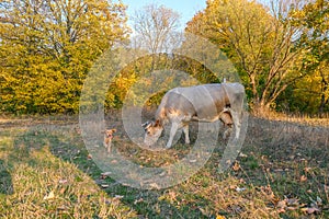 White cow grazing on meadow in forest, on background of autumn trees