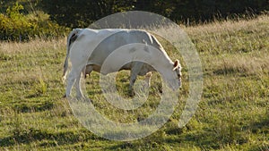 White cow grazing in meadow green field dairy farm landscape milk livestock agriculture