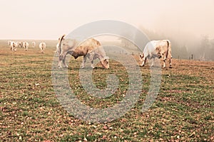 White cow on grazing in the morning autumn fog