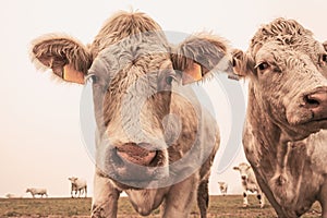 White cow on grazing in the morning autumn fog