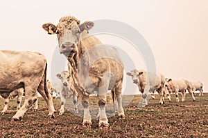 White cow on grazing in the morning autumn fog