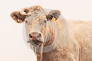 White cow on grazing in the morning autumn fog