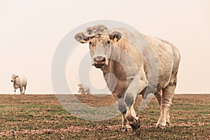 White cow on grazing in the morning autumn fog