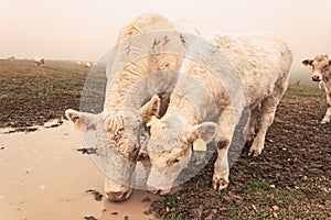 White cow on grazing in the morning autumn fog