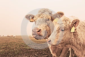 White cow on grazing in the morning autumn fog