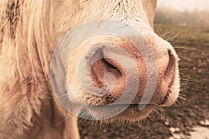 White cow on grazing in the morning autumn fog