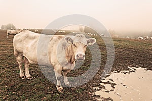 White cow on grazing in the morning autumn fog