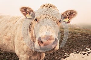 White cow on grazing in the morning autumn fog