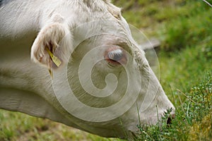 White cow portrait grazing in nature in hochsauerlandkreis germany photo