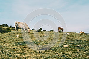 A white cow grazing next to two calves