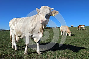 white cow on green agriculture field