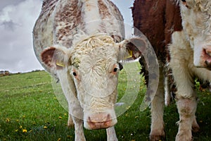 white cow in green meadow. closed plane