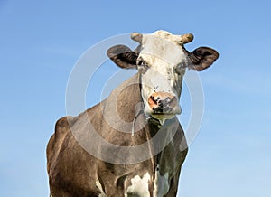 White cow head, large brown dairy cattle, looking wise with pink nose and horns and as background a blue sky