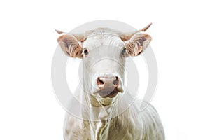 White cow with horn on a white background photo
