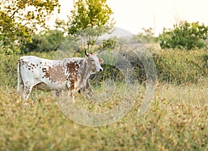 White cow with horns, in field