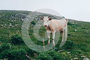 White cow looking at camera at the green meado in fog photo