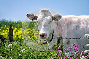 Blanco una vaca buscando a través de 