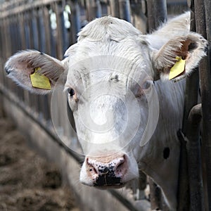 White cow looks through bars in stable photo