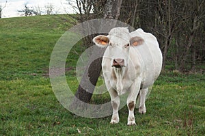 white cow in a meadow in border copse of trees