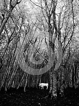 A white cow in the middle of fagus forest