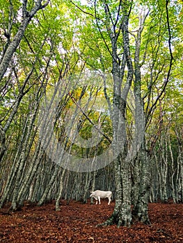A white cow in the middle of fagus forest at Canfaito, Marche