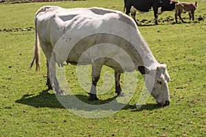 White cow in a mountain pasture