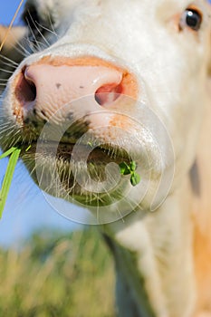 White cow nose close up