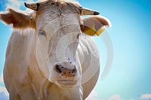 White Cow Observing with a Jaded Eye