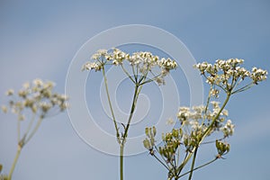 White Cow Parsley, Anthriscus sylvestris, Wild Chervil, Wild Beaked Parsley or Keck against blue sky photo