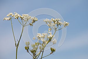 White Cow Parsley, Anthriscus sylvestris, Wild Chervil, Wild Beaked Parsley or Keck against blue sky photo