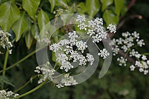White Cow Parsley, Anthriscus sylvestris, Wild Chervil, Wild Beaked Parsley or Keck flowering on a natural green background photo