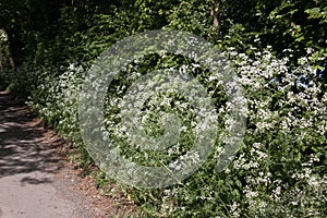 White Cow Parsley, Anthriscus sylvestris, Wild Chervil, Wild Beaked Parsley or Keck flowering in an English country lane